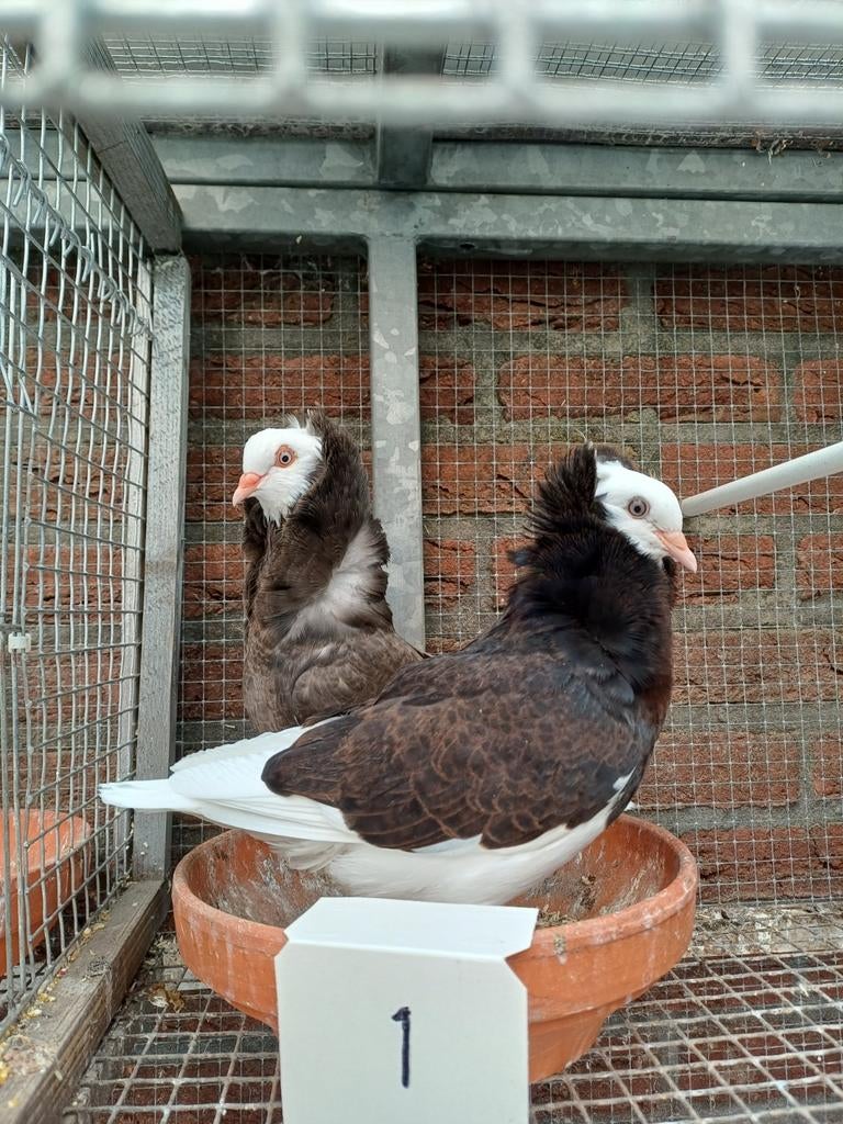 Oudhollands Kapucijnen Sierduiven, Dieren en Toebehoren, Vogels | Duiven, Meerdere dieren, Overige soorten
