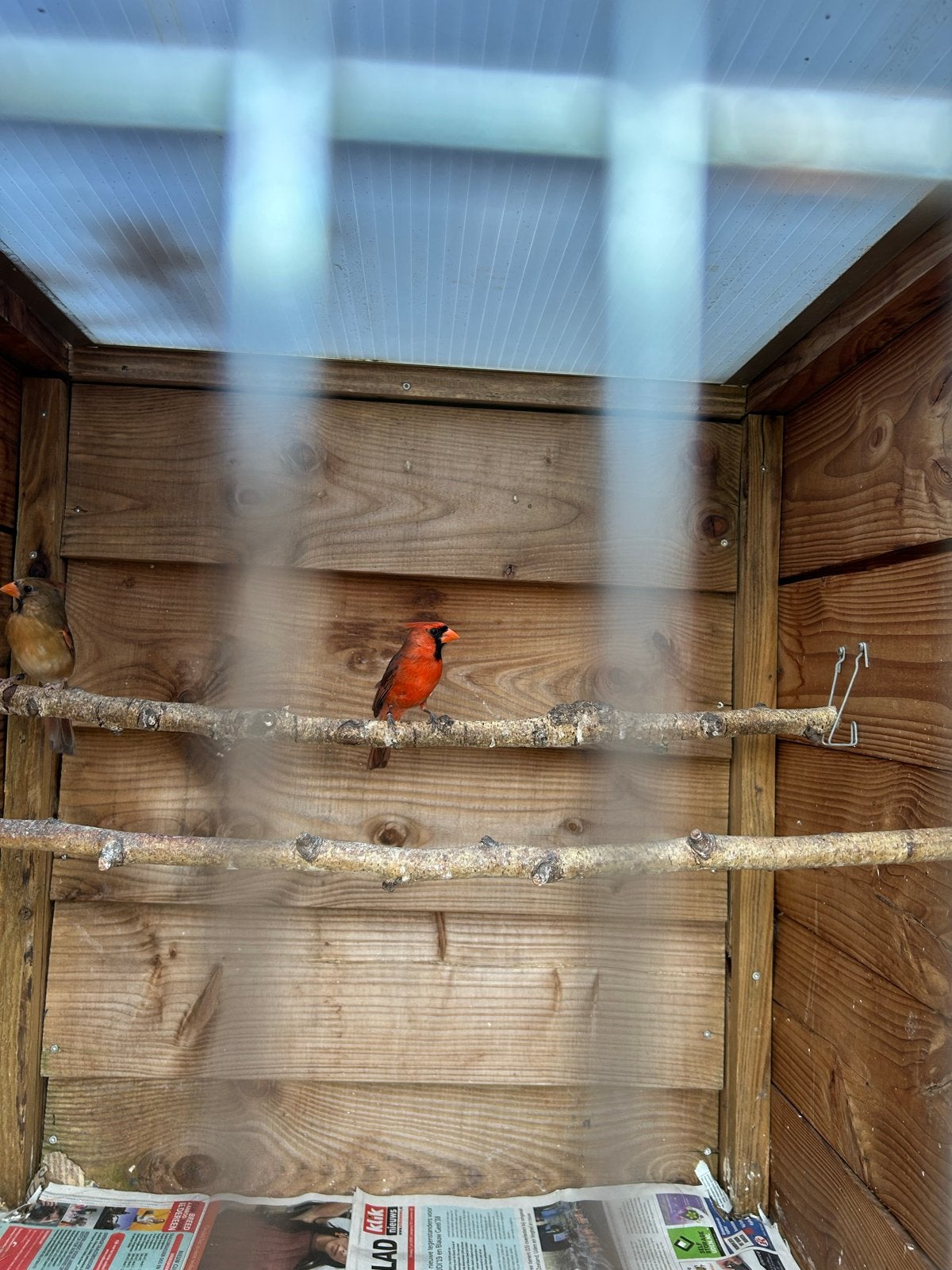 Kweekkoppel rode kardinalen, Meerdere dieren
