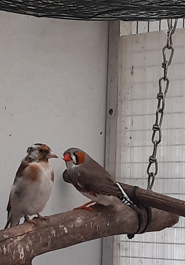 zebra vink, Meerdere dieren, Kleurkanarie