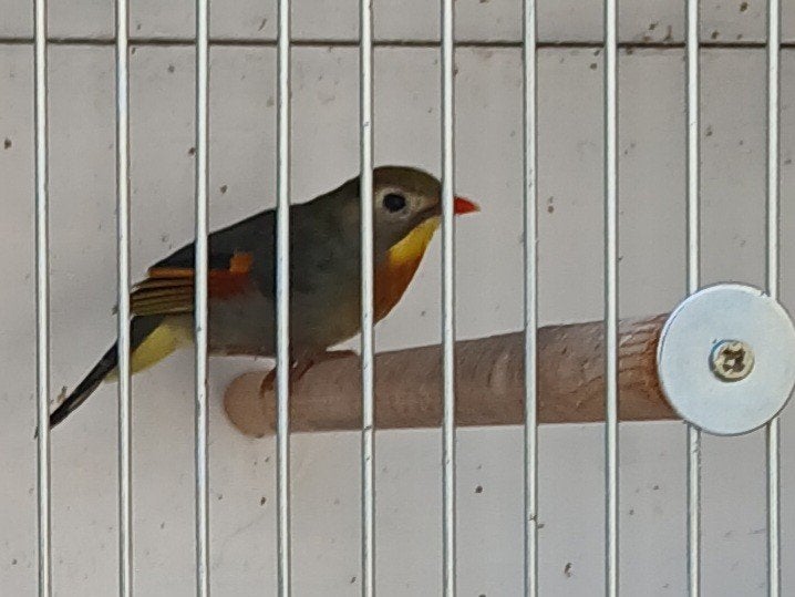 japanse nachtegaal man corect geringd 2022, Dieren en Toebehoren, Mannelijk, Tropenvogel, Geringd