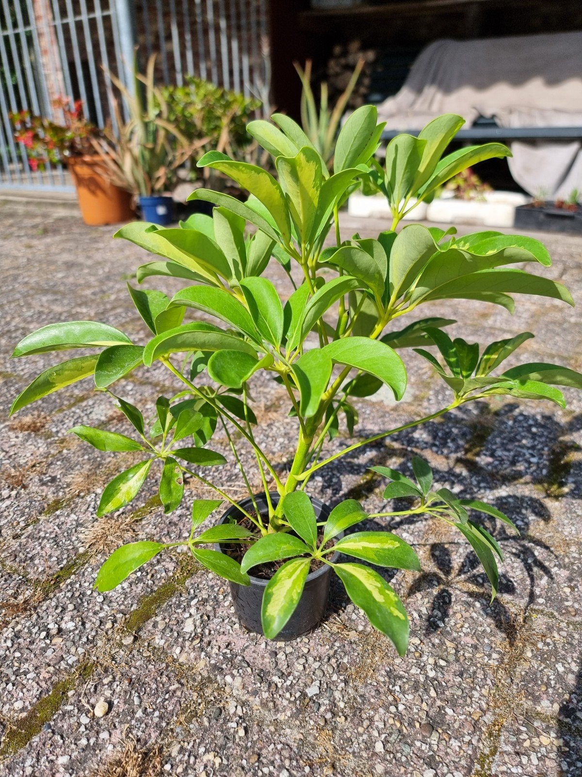 Kamerplant Schefflera Arboricola (Vingersboom) te koop, Huis en Inrichting, Ophalen of Verzenden, Halfschaduw, Minder dan 100 cm
