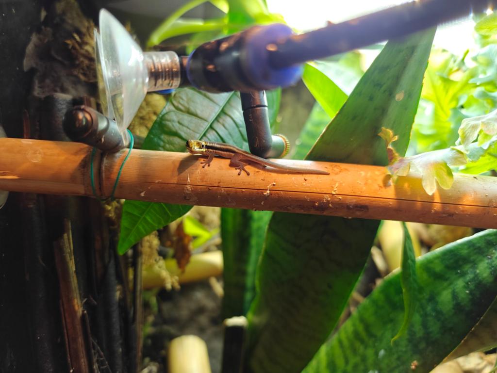 Phelsuma Klemmeri 0.0.1, Amfibie, 0 tot 2 jaar