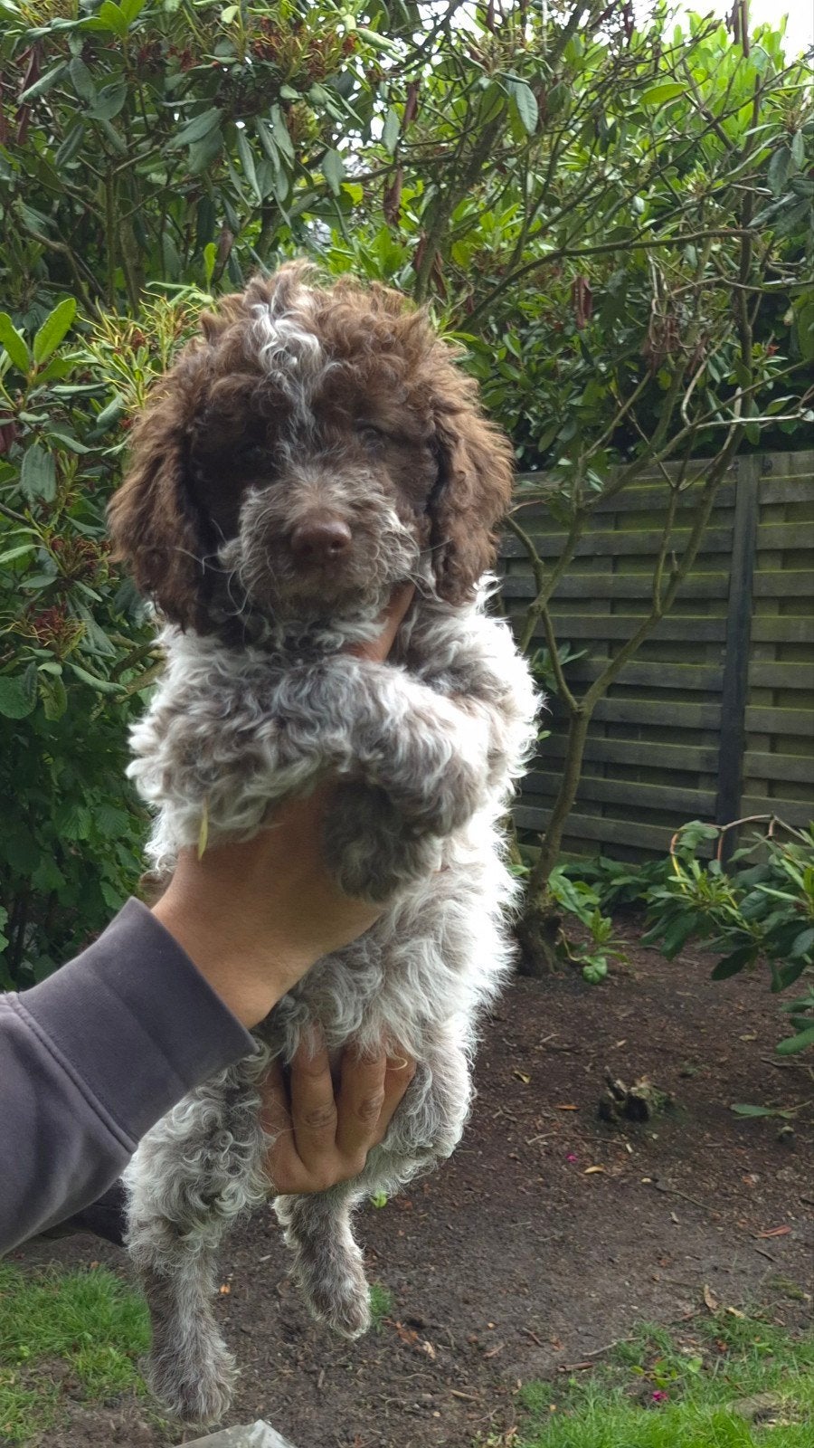 Italiaanse waterhond, Lagotto Romagnolo, Dieren en Toebehoren, Honden | Retrievers, Spaniëls en Waterhonden, België, Parvo, Particulier