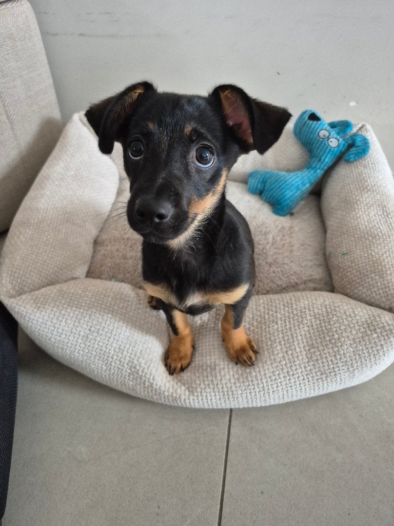 Pup te koop, 15 weken tot 1 jaar, Reu, Parvo, Eén hond