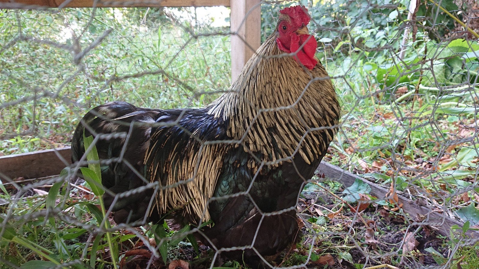 Haan, Dieren en Toebehoren