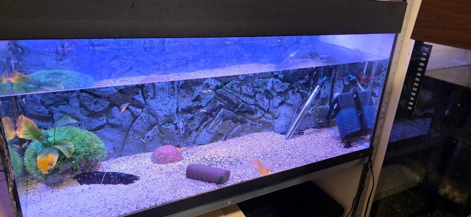 Mooie aquarium met vissen erin zonder onderkast, Ophalen of Verzenden, Zo goed als nieuw, Gevuld zoetwateraquarium