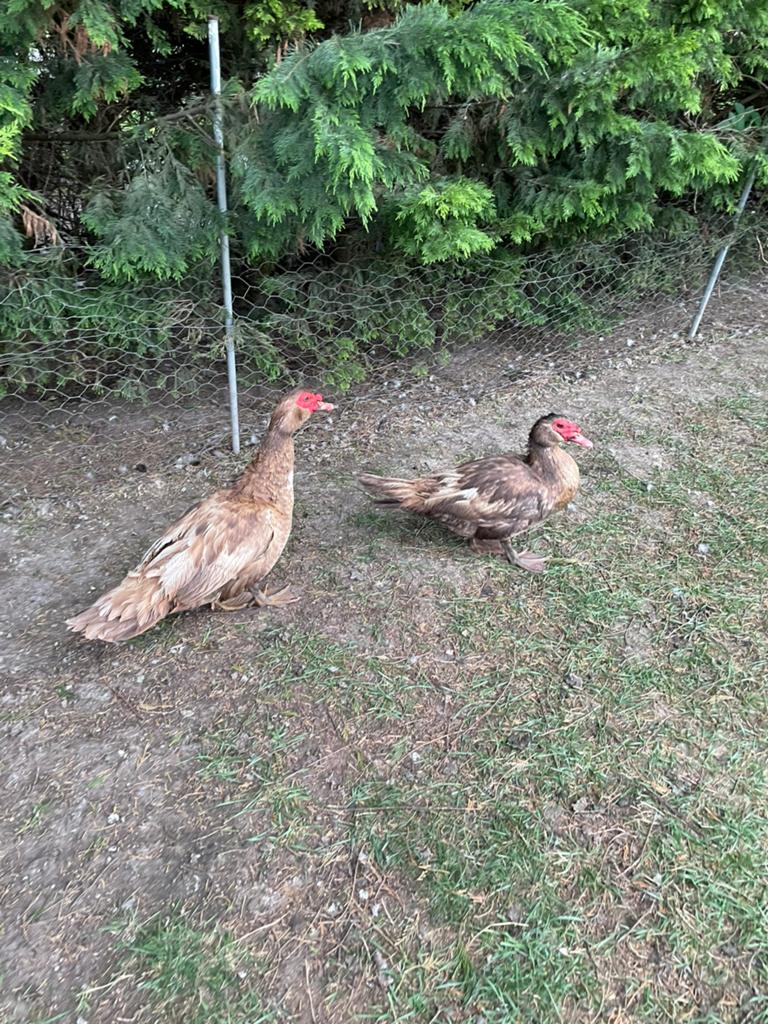 Wegens beëindiging hobby muskuseenden vanaf 15 euro, Dieren en Toebehoren, Meerdere dieren, Kip