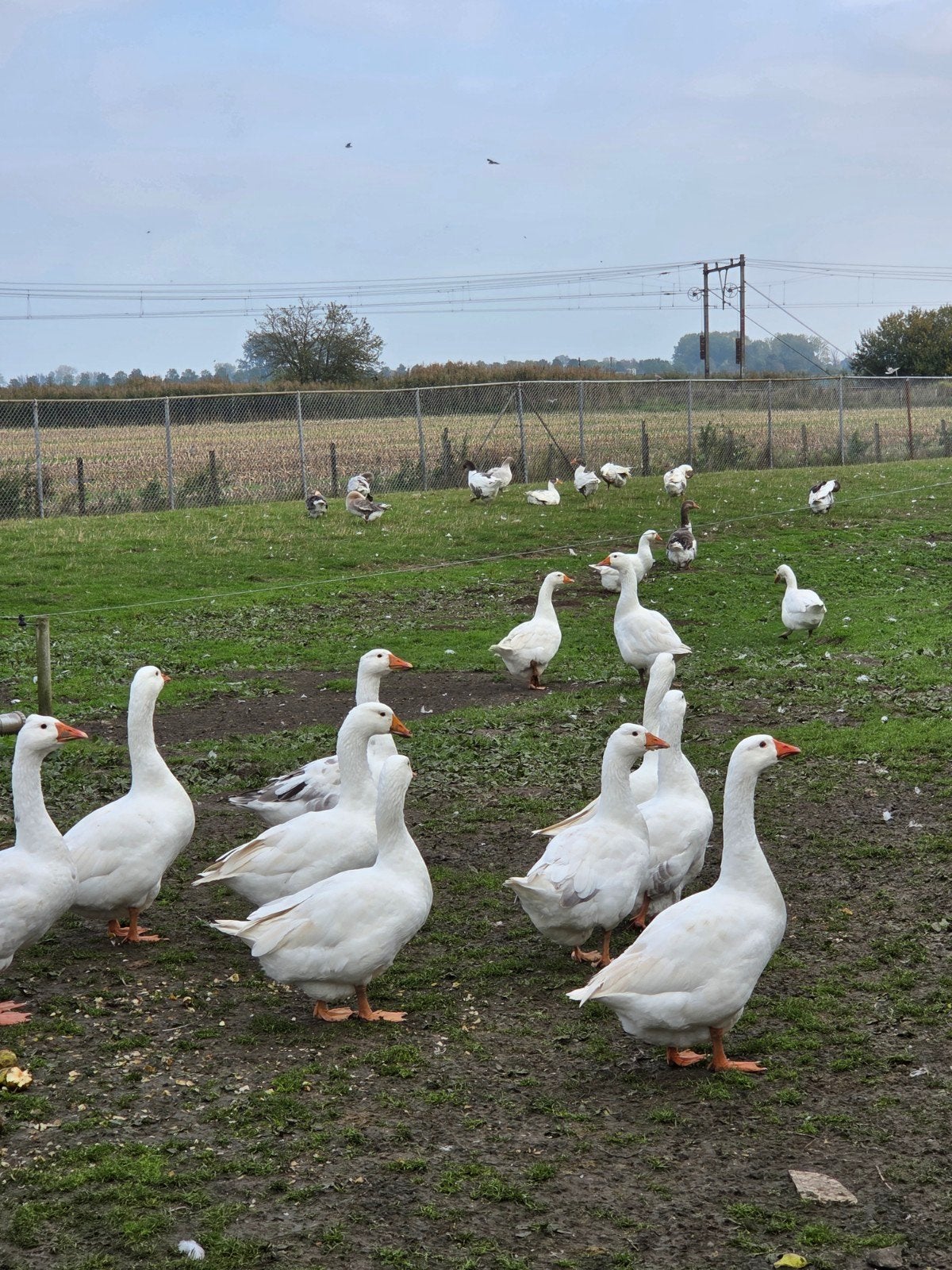 boeren ganzen, Dieren en Toebehoren, Meerdere dieren, Gans of Zwaan
