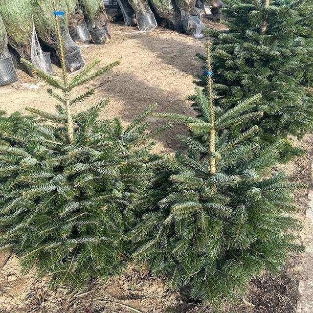 Nordmann kerstboom met kluit, kerstbomen in pot, Ophalen of Verzenden, In pot