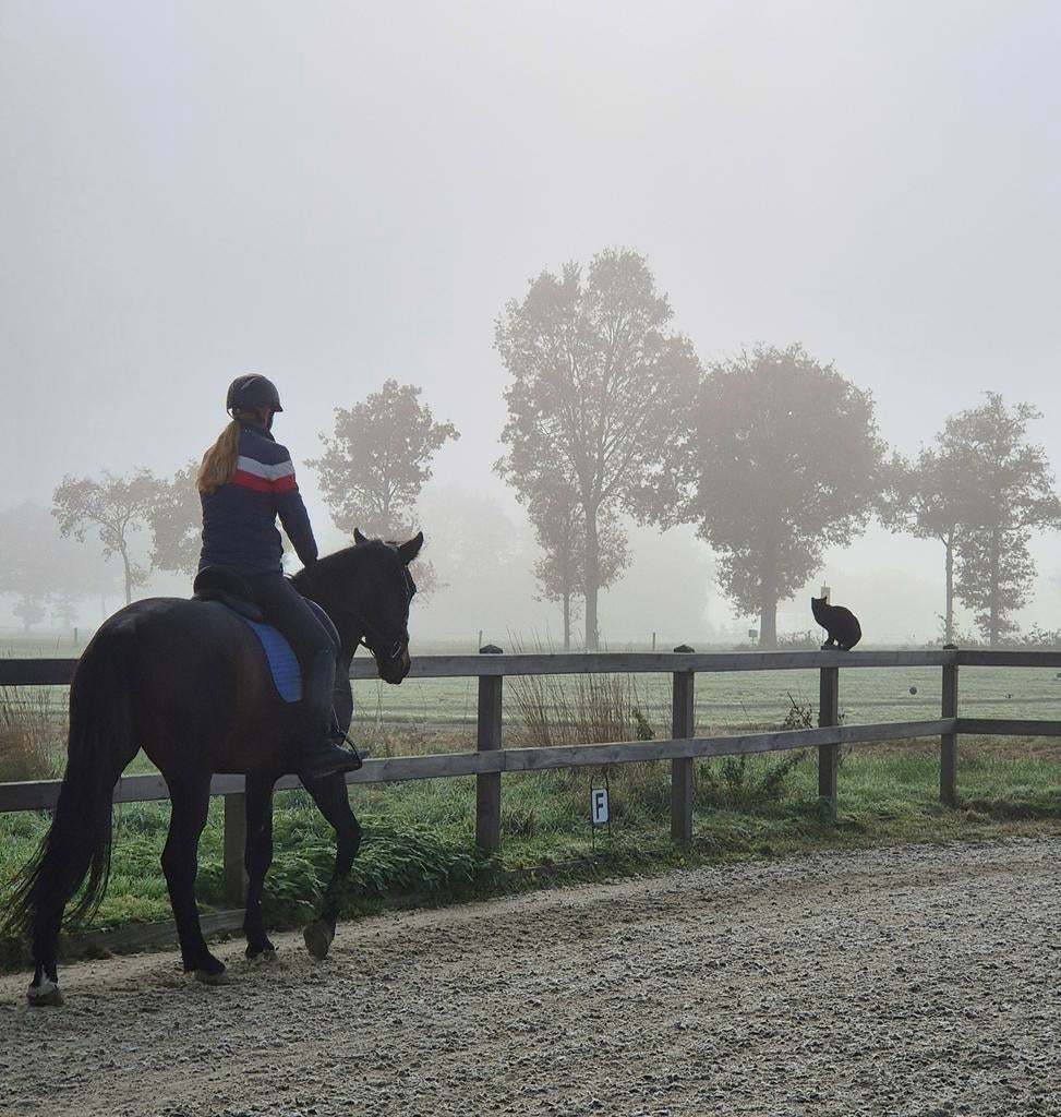 Dressuurmatig trainen van uw paard, interne stalling, Weidegang