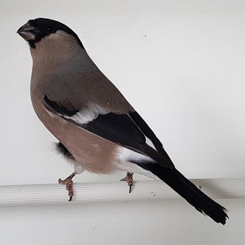 Noordse goudvink pop GEZOCHT, Vrouwelijk, Wildzangvogel, Geringd
