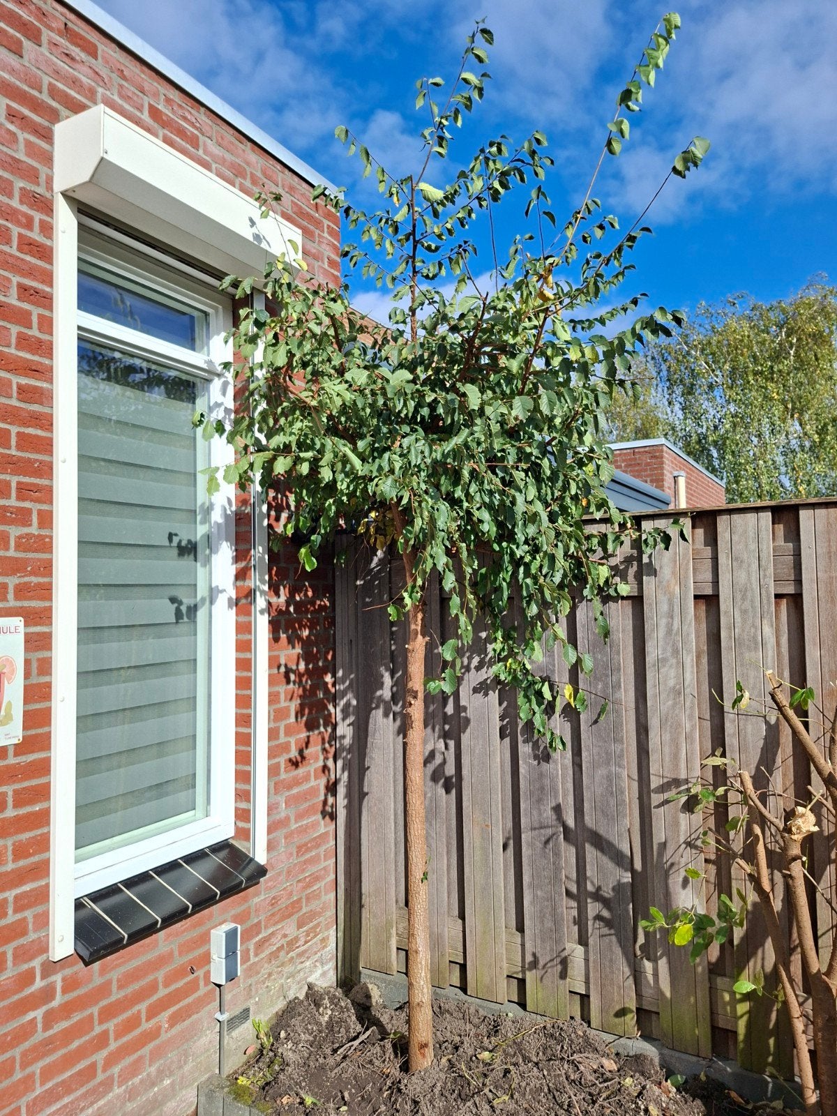 Jonge Beukenboom (ca. 240cm) zoekt nieuwe plek, Tuin en Terras, Ophalen