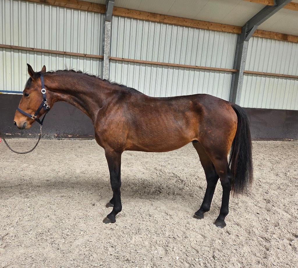 paard, Dieren en Toebehoren, Paarden, Met stamboom, Ruin, Dressuurpaard, 3 tot 6 jaar
