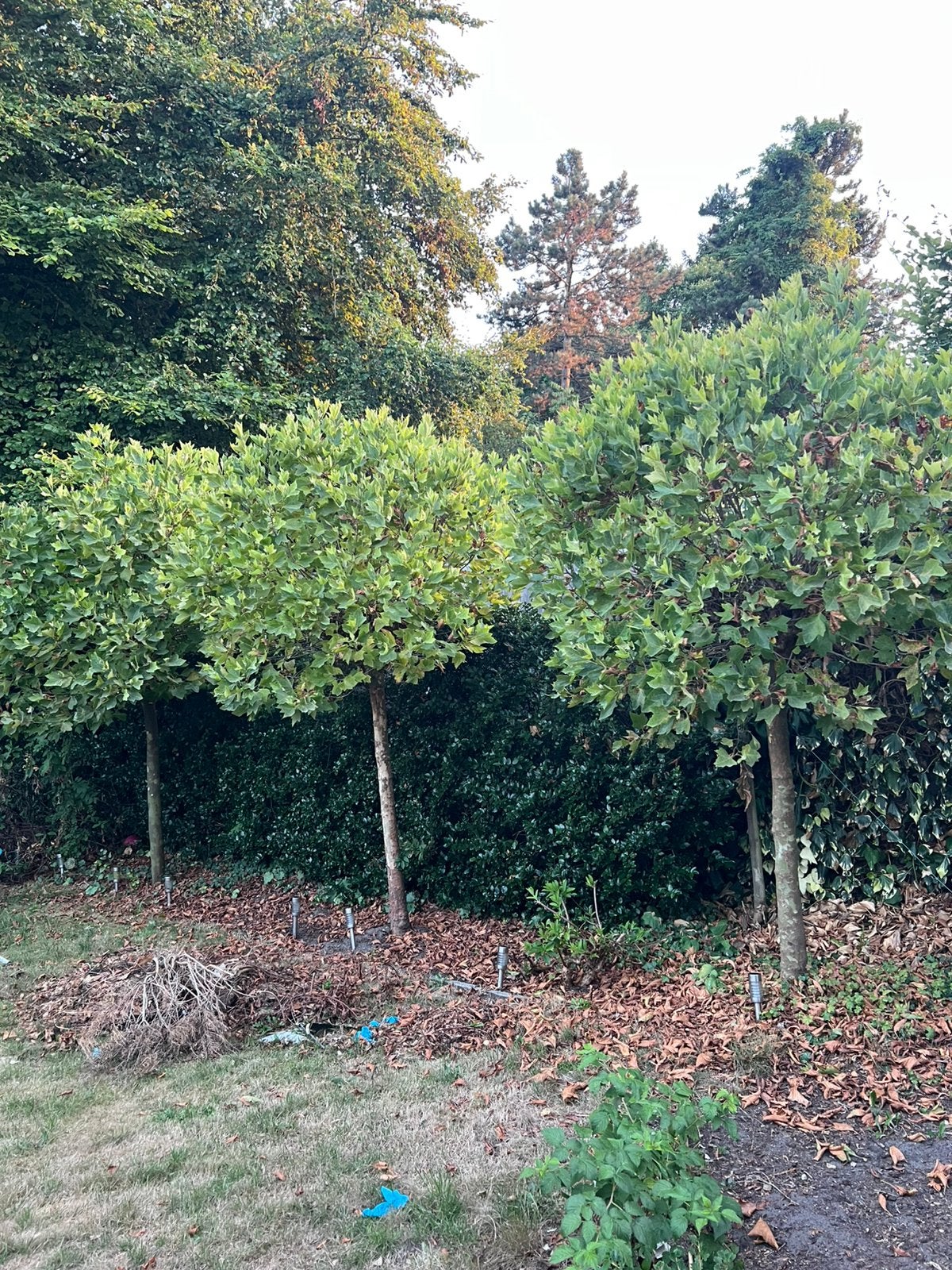 Boomen te koop, Tuin en Terras, Planten | Bomen, Ophalen, Volle zon, Overige soorten