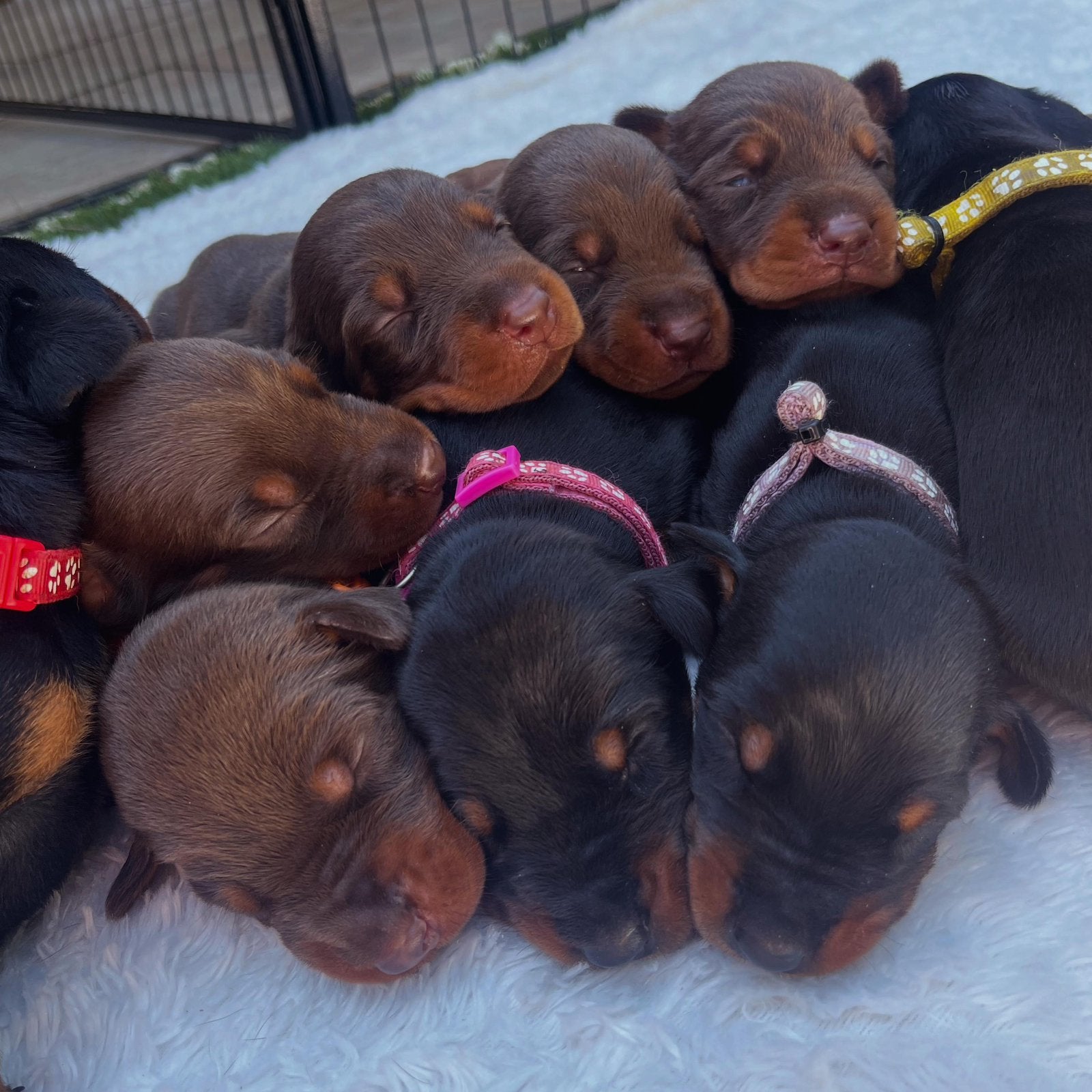 Dobermann pups met stamboek, Dieren en Toebehoren, België, Overige rassen, 8 tot 15 weken, Meerdere