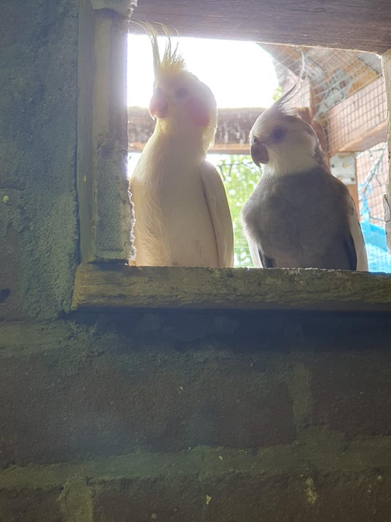 3 koppel valkparkieten, Meerdere dieren, Parkiet