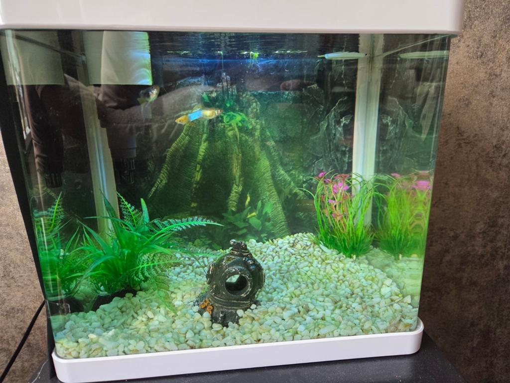 Klein aquarium met 3 vissen en voer, Dieren en Toebehoren, Vissen | Aquaria en Toebehoren, Ophalen, Zo goed als nieuw, Gevuld zoetwateraquarium