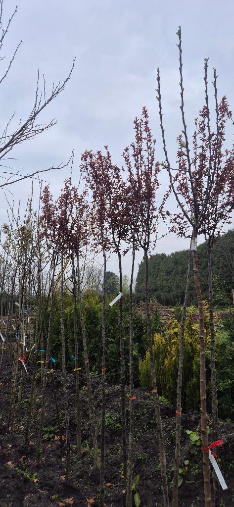 Prunus Boom cerasifera ‘Nigra`, Ophalen, Lente, Volle zon, Overige soorten