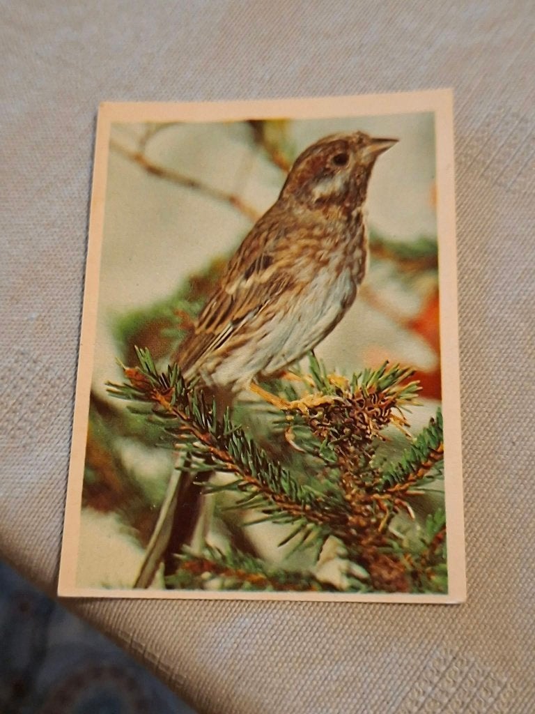Prentje/Chromo : Dennengeelgors, 1960 tot 1980, Gebruikt, Ophalen of Verzenden, Dier