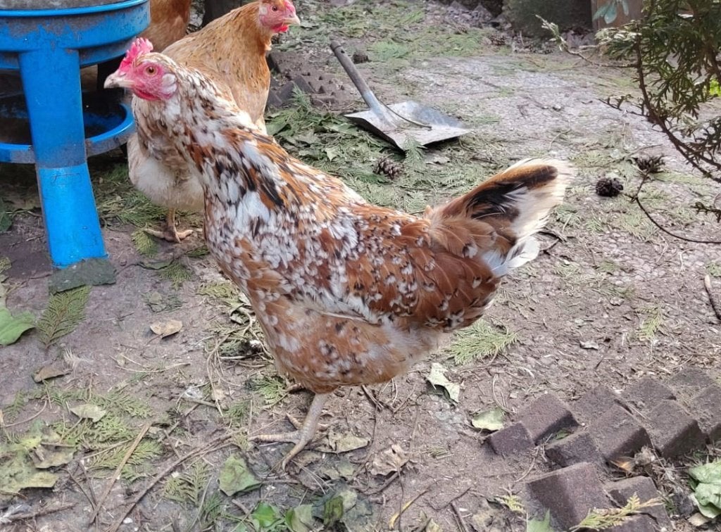 diverse kippen - Zweedse bloemenkip - Ayam Cemani - Marans, Vrouwelijk, Kip