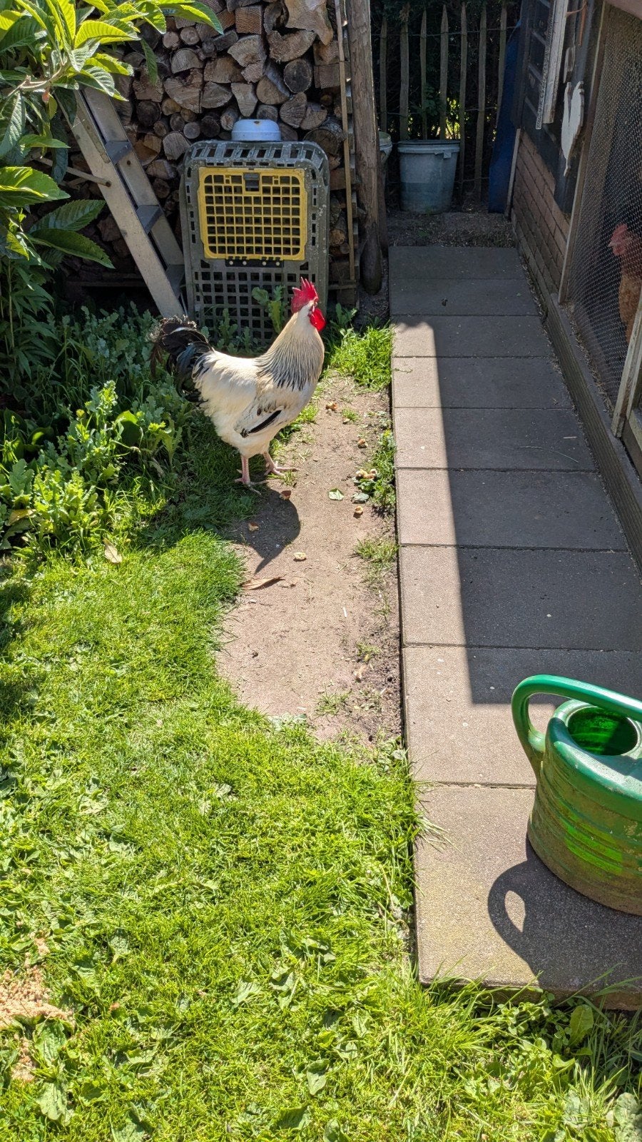 Sussex haan, Dieren en Toebehoren, Pluimvee, Mannelijk, Kip