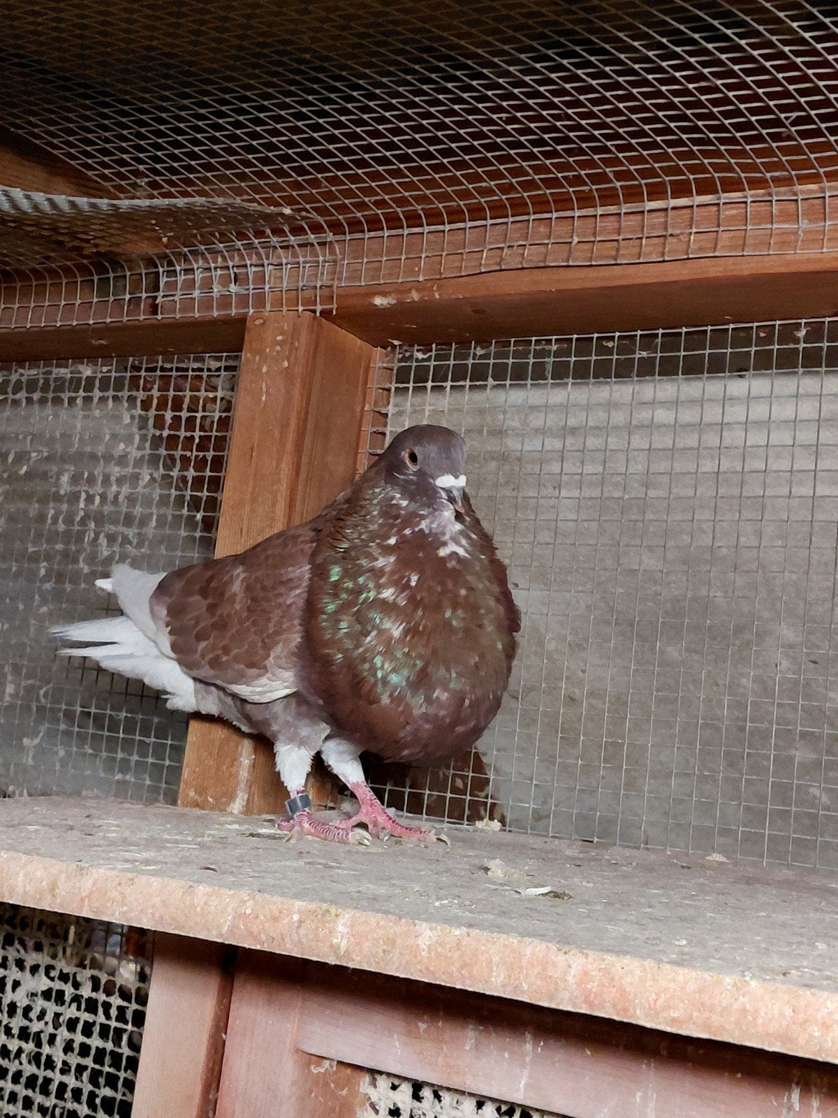 mooie rode basterd gaditano doffer, Dieren en Toebehoren, Mannelijk, Kropper