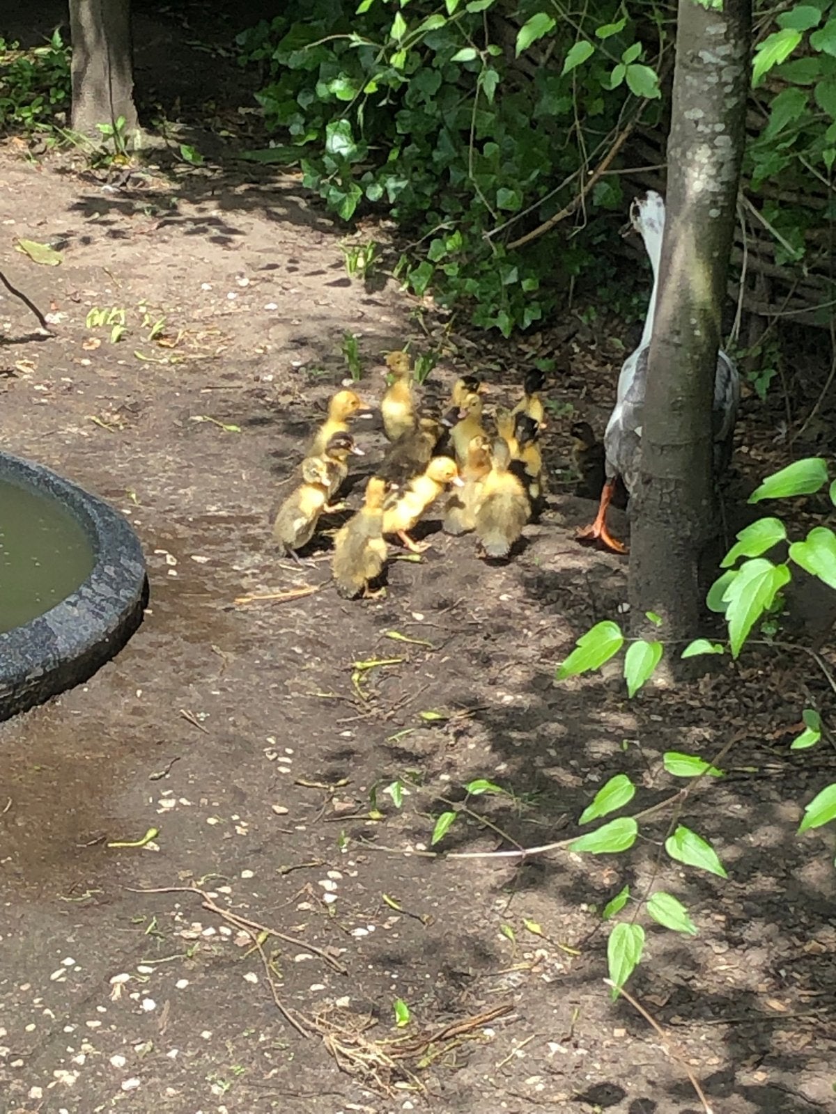 Loopeenden, Dieren en Toebehoren, Meerdere dieren