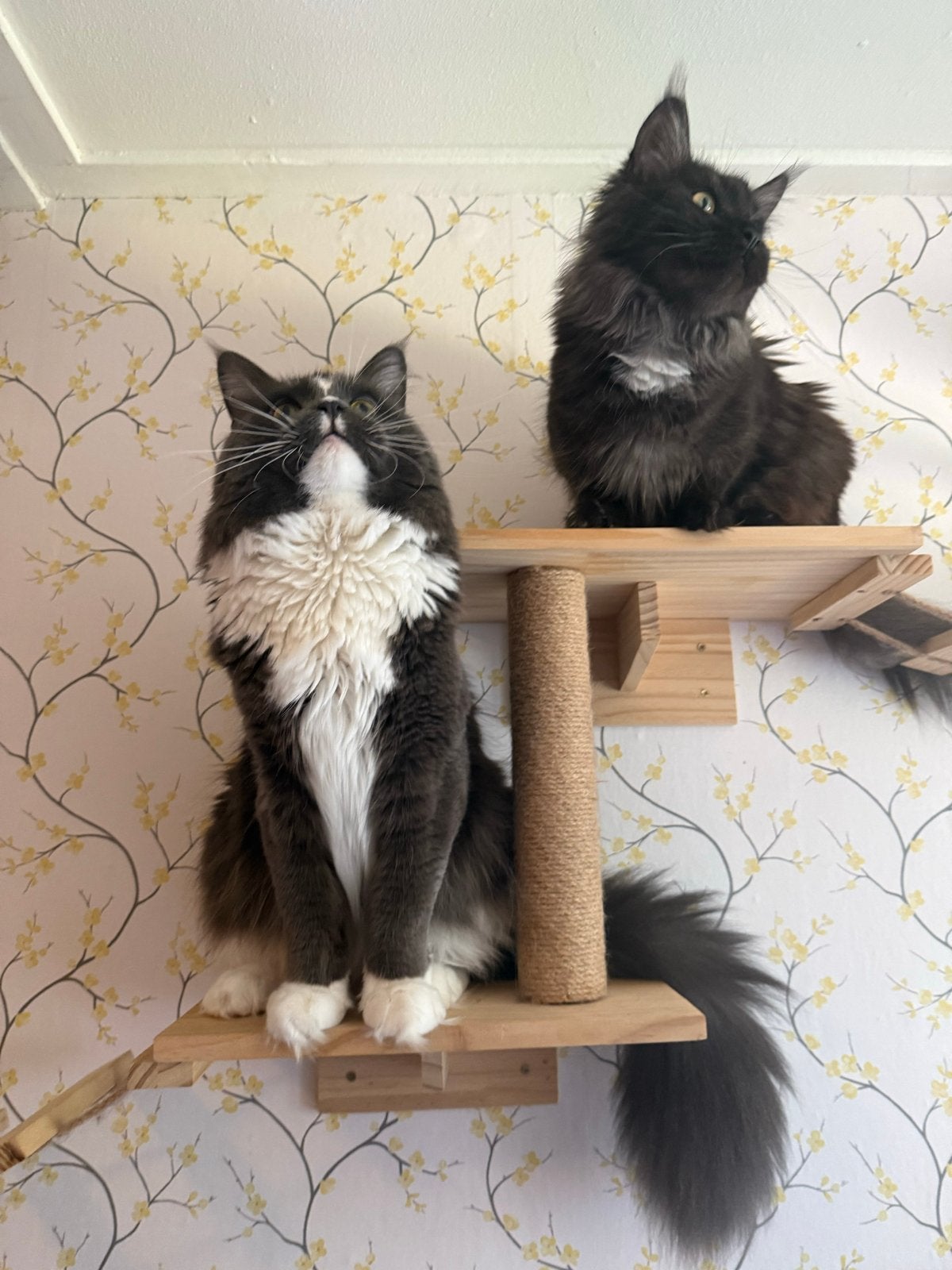 Maine coon dekkaters, 0 tot 2 jaar