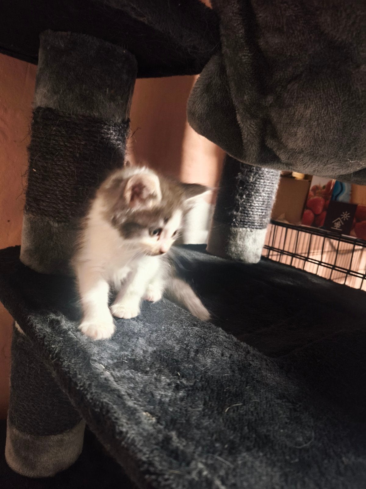 Maine Coon kittens, Meerdere dieren, Gechipt