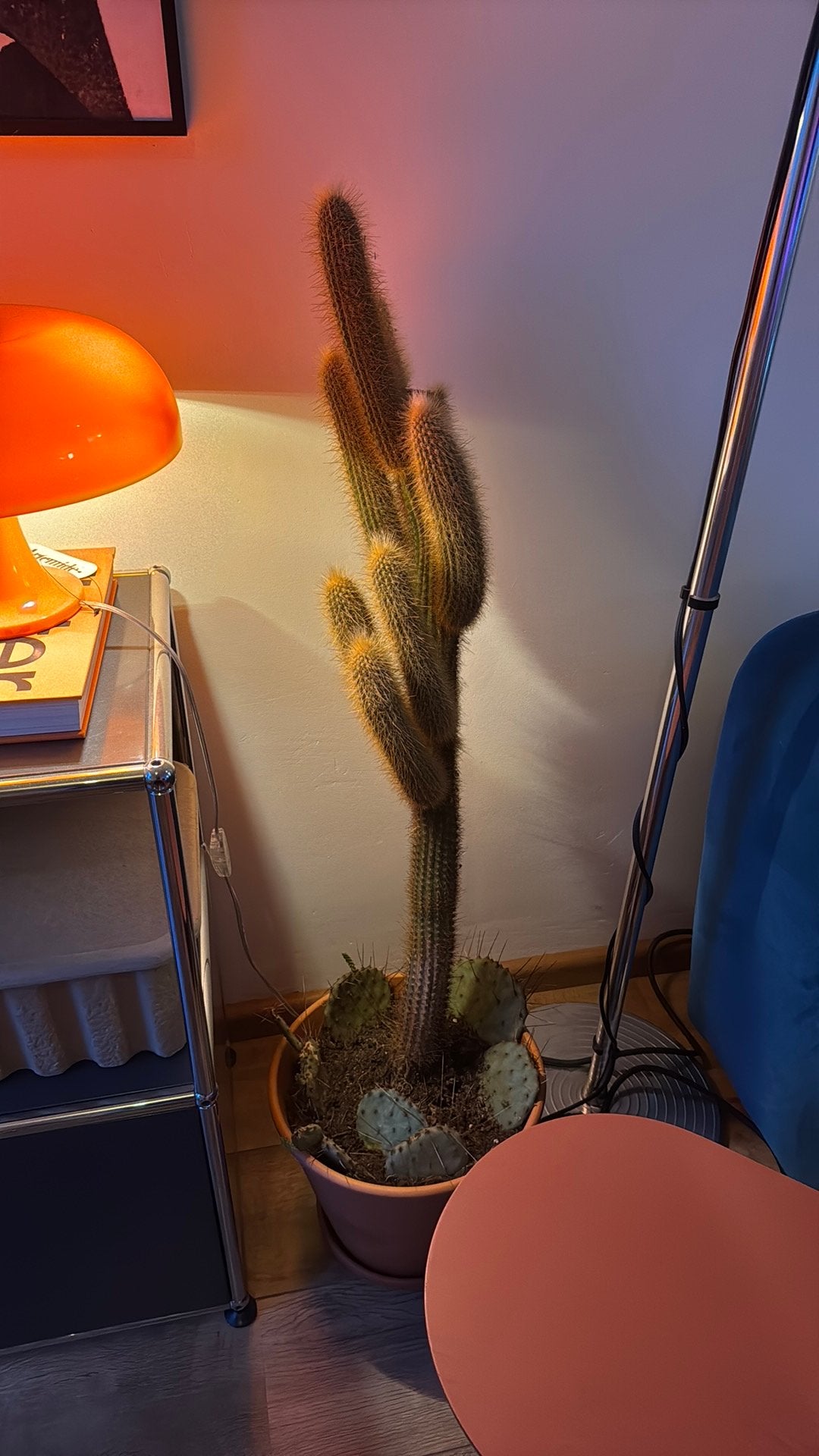 Volwassen cactus te koop, Huis en Inrichting, Ophalen, Zo goed als nieuw, Minder dan 100 cm