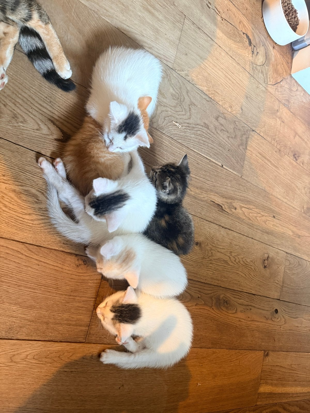 Het leukste nestje ooit, Meerdere dieren, Kortharig, 0 tot 2 jaar