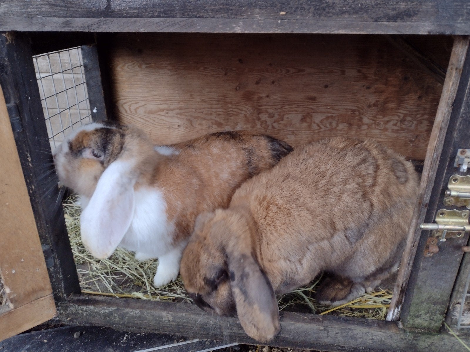 gezocht; groot konijn; maatje voor franse hangoor voedster, Dieren en Toebehoren, Vrouwelijk, Groot, Hangoor