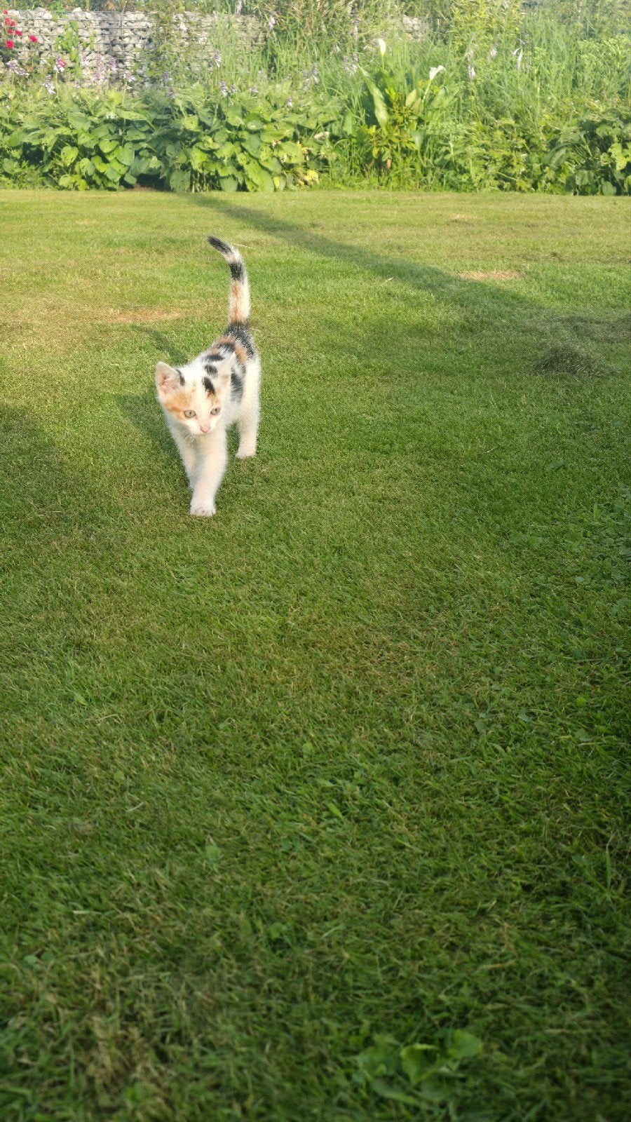 Te koop lieve boerderij kittens., Dieren en Toebehoren, Meerdere dieren, 0 tot 2 jaar