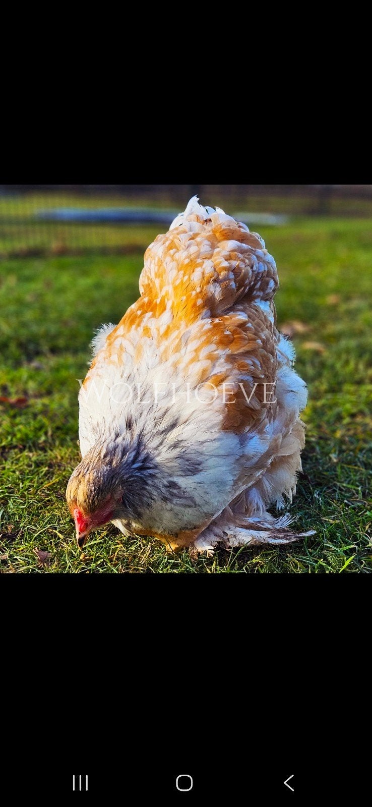 Grote Brahma hennen — mooie kleuren, goed aan de leg, Vrouwelijk, Kip