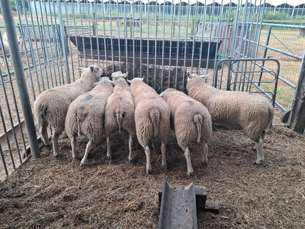 Schapen, Mannelijk, Schaap, 0 tot 2 jaar