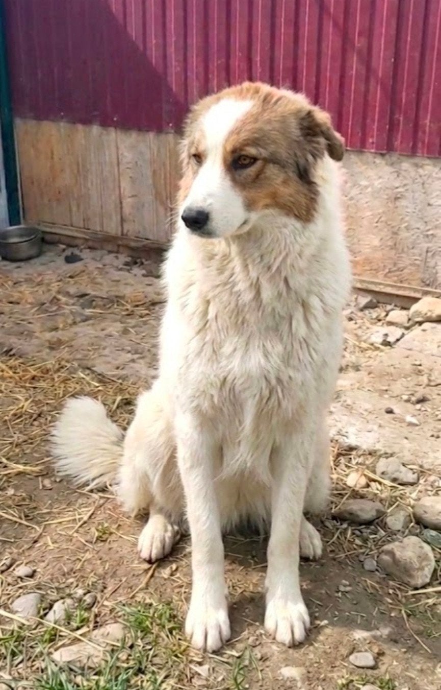Puppys zoeken thuis adoptie, Dieren en Toebehoren, Particulier, 15 weken tot 1 jaar, Buitenland, Meerdere