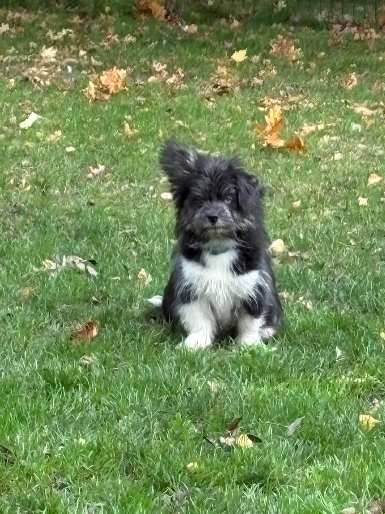 superlieve pomsky F2 x shih-tzu zwart/wit, Dieren en Toebehoren, Parvo, 15 weken tot 1 jaar, Meerdere, Nederland
