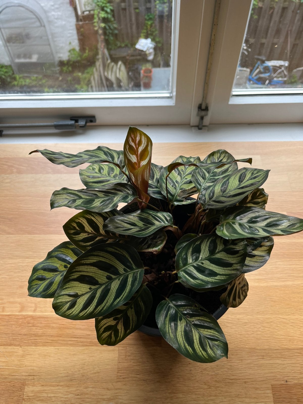 Peacock Plant, Ophalen, Ficus, Volledige schaduw, Minder dan 100 cm
