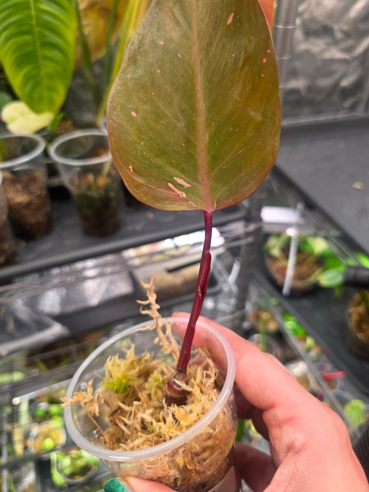 philodendron persimmon princes stek, Ophalen of Verzenden, Halfschaduw, Minder dan 100 cm