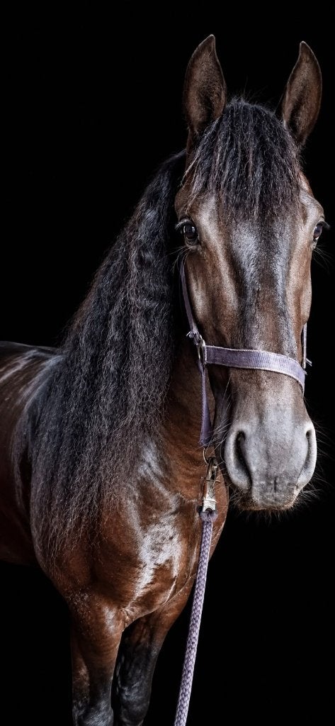 te koop 4 jarige Friese merrie (Pier 448xBrandus 345), Merrie, Met stamboom, Dressuurpaard, Zadelmak