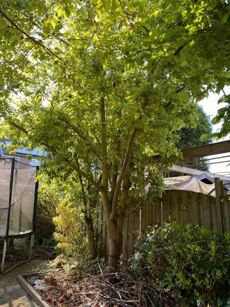 2 bomen voor in de tuin (appel), Overige soorten, Lente, 250 tot 400 cm, Ophalen