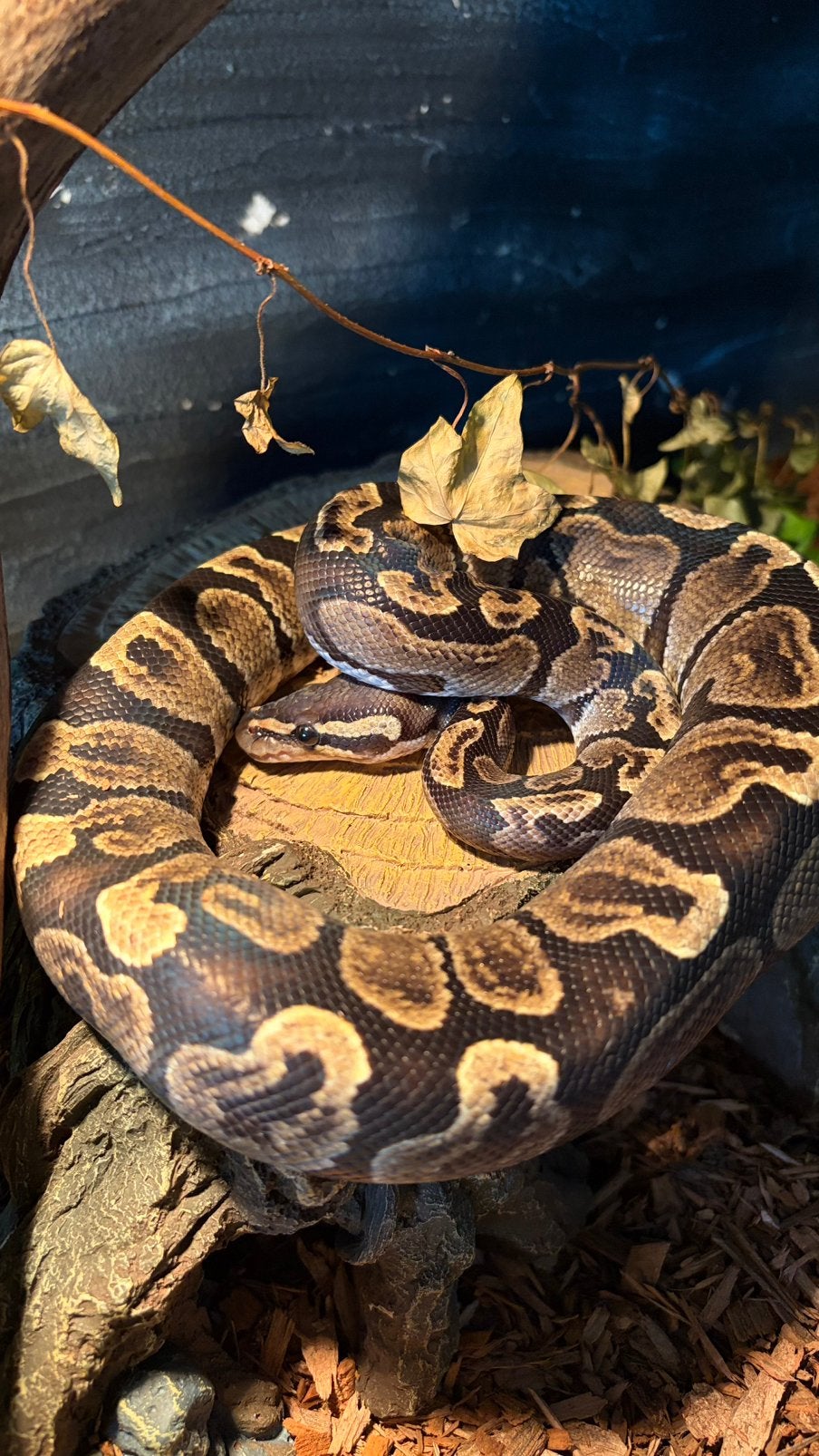 1.0 koningspython nk25 GHI - incl terrarium Ball Python photo 2