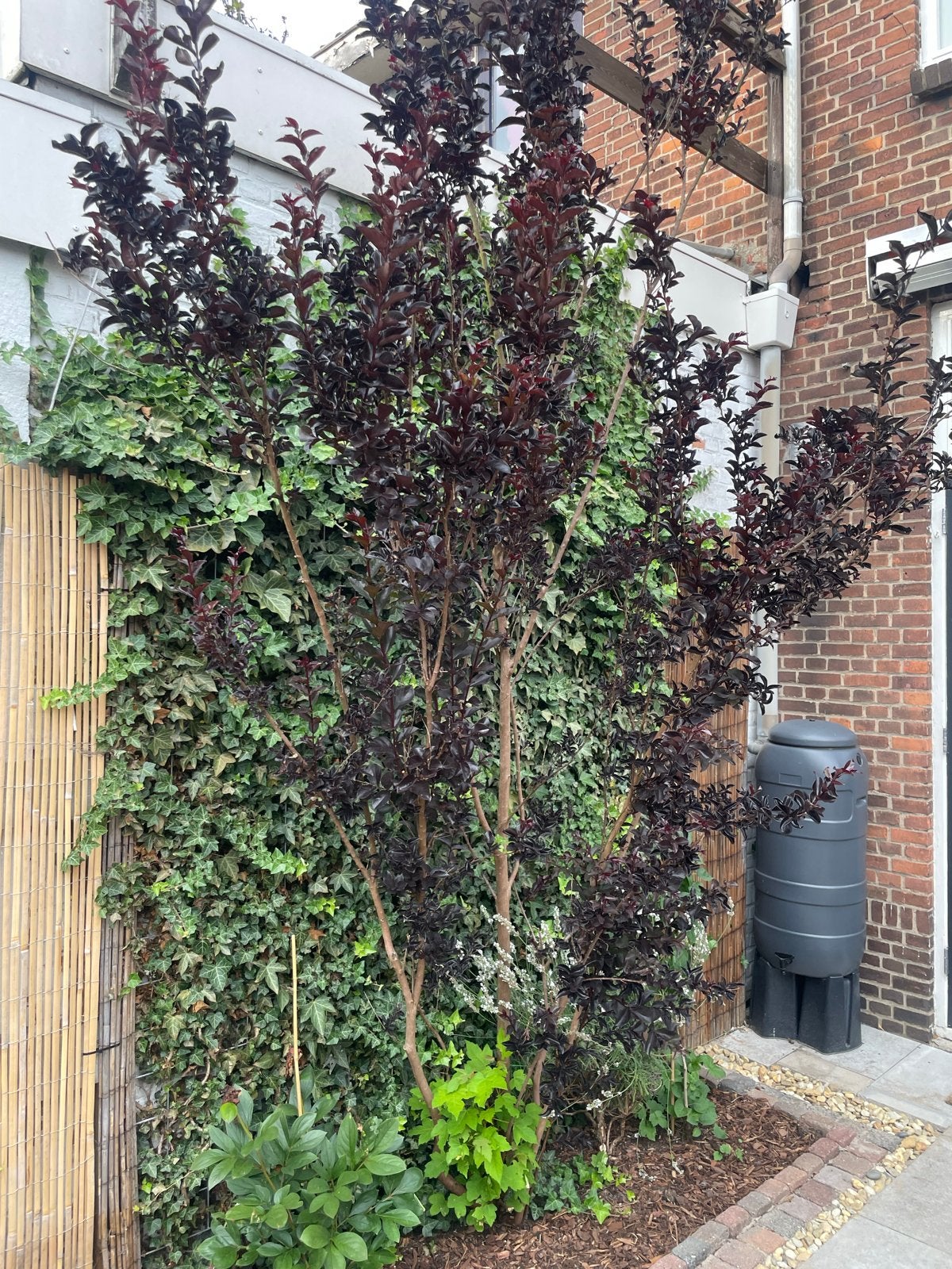 Donkerbladige Lagerstroemia - rode bloemen (nazomer), Tuin en Terras, Volle zon, Vaste plant, Zomer, Ophalen