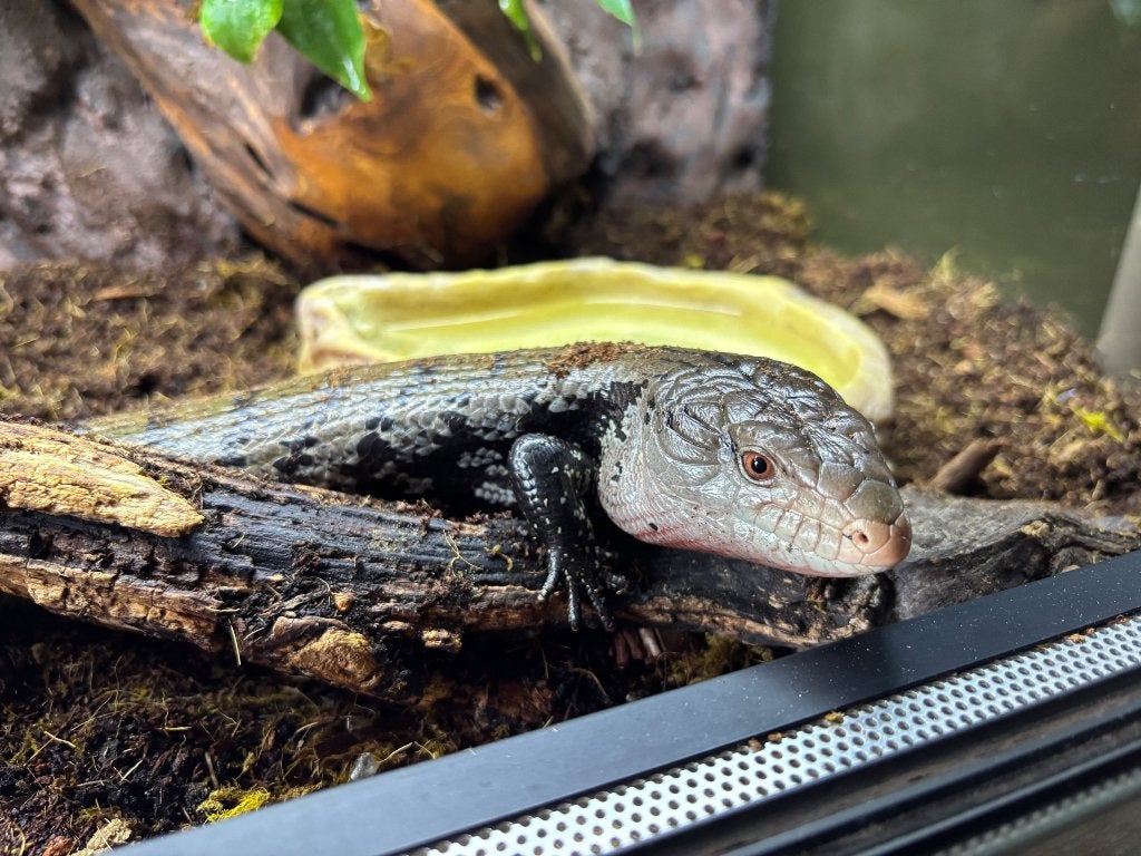 Blauwtongskink+terrarium Blue Tongue Skink photo 6