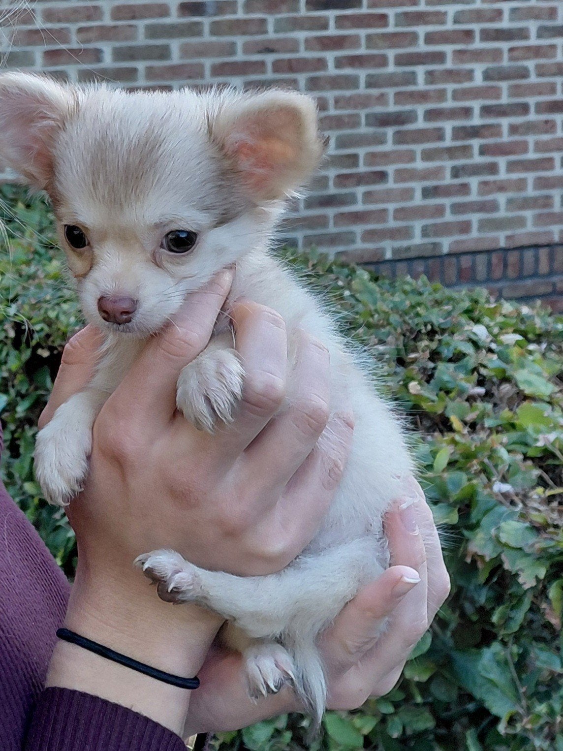 Prachtige Chihuahua puppy, Reu, 8 tot 15 weken, Eén hond, Chihuahua