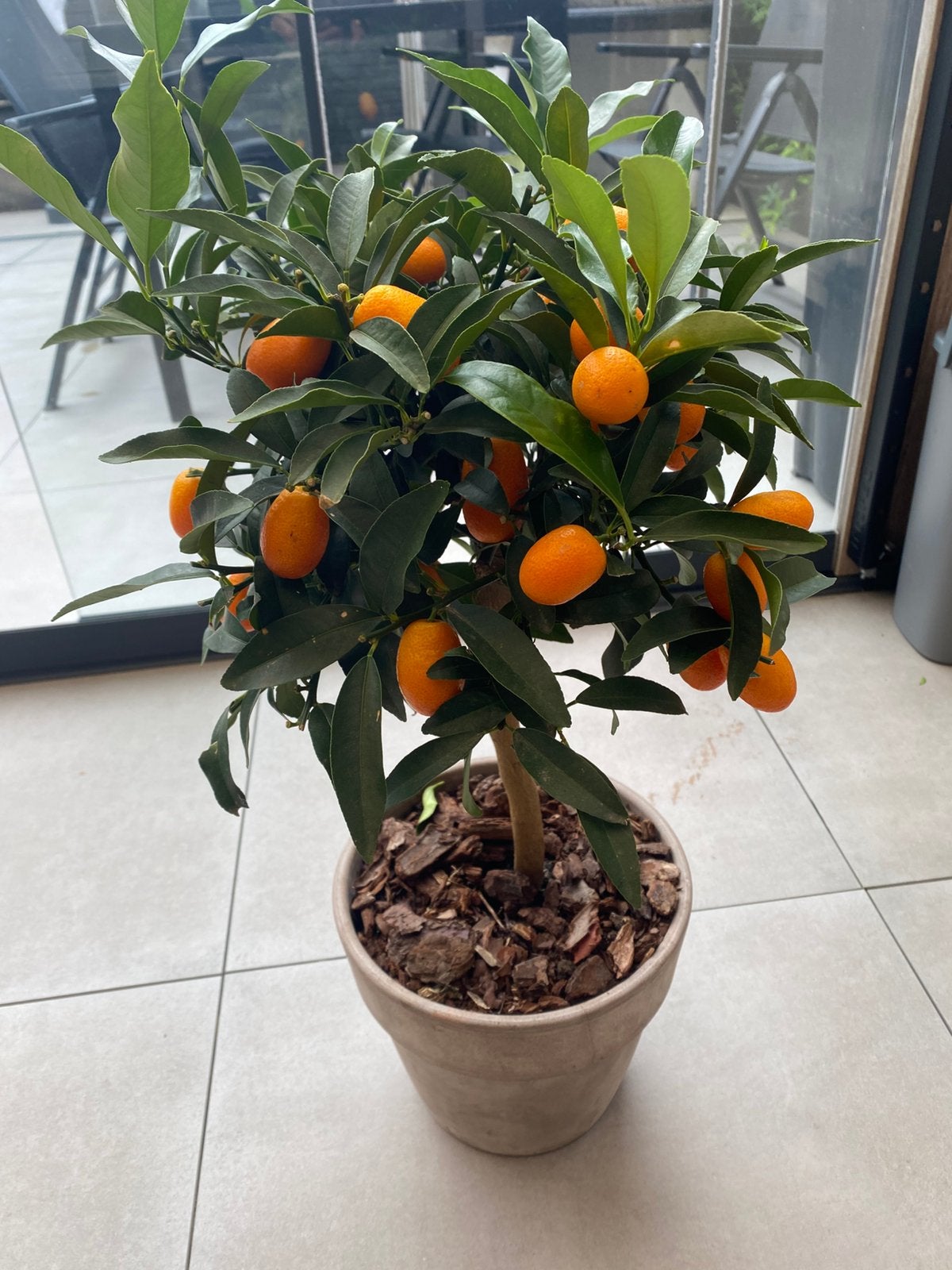 Citrus Kumquot +|- 70 cm in pot, Ophalen, Overige soorten, Volle zon