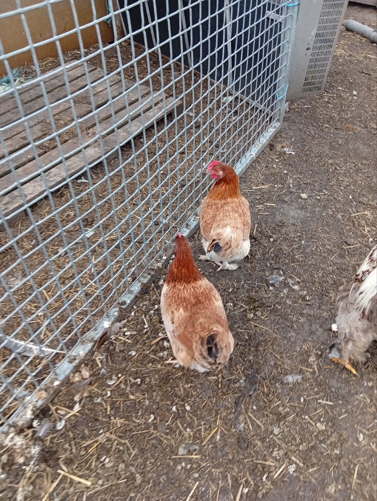 3 mooie marans, Vrouwelijk, Kip