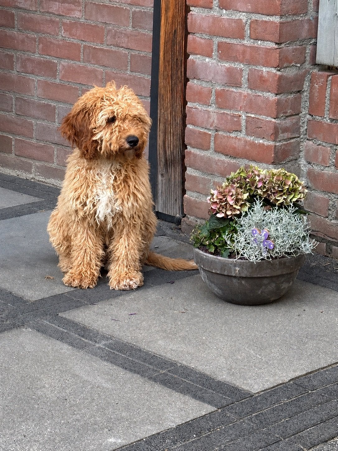 Labradoodle pup, 15 weken tot 1 jaar, Eén hond, Nederland, Particulier
