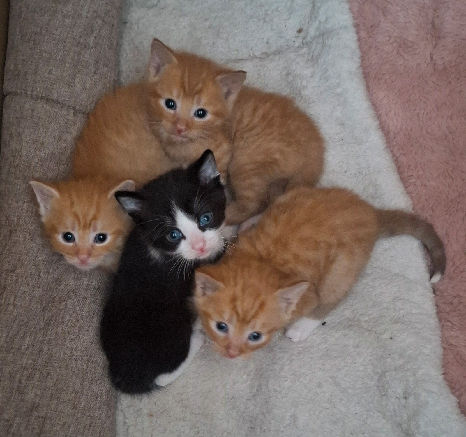Lieve kittens, Dieren en Toebehoren