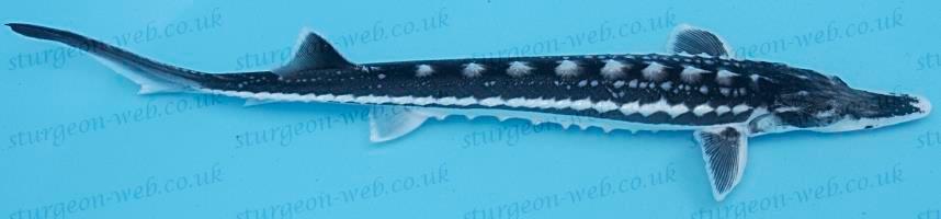 Stellatus steur (Stersteur) ca 35 - 40 cm / Koidream Valburg, Steur